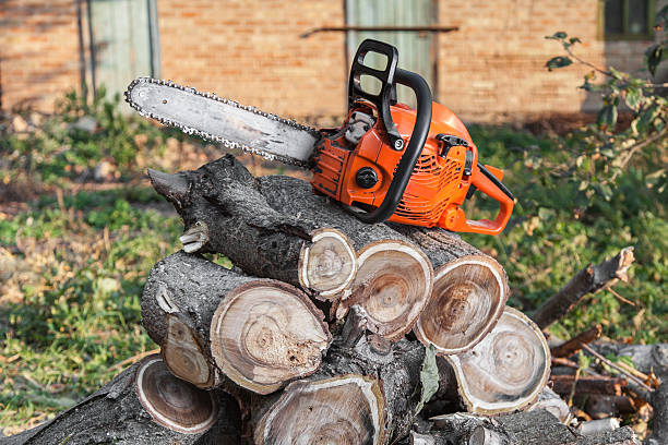 Best Local Tree Services  in Camp Wood, TX